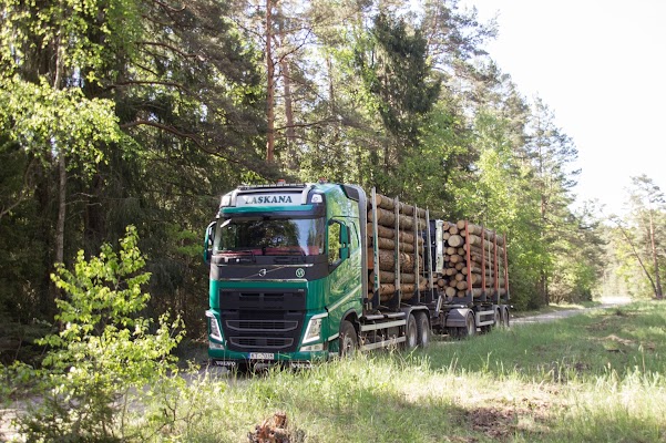 2-kokmateri-lu-iepirk-ana-un-transport-ana.jpg
