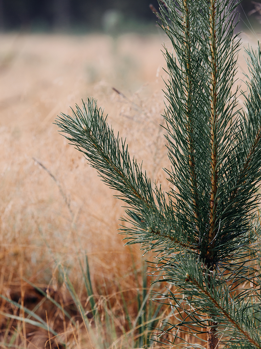 20 gados iestādīti vairāk nekā 2 miljoni jauno kociņu mežu atjaunošanai