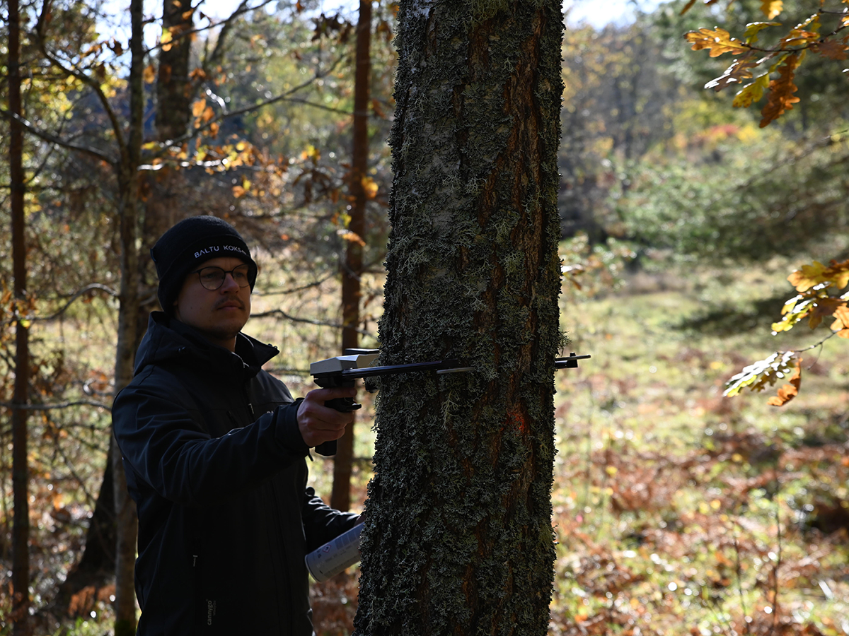 Mežsaimniecības speciālists Dāniels Zeņins veic dastošanu