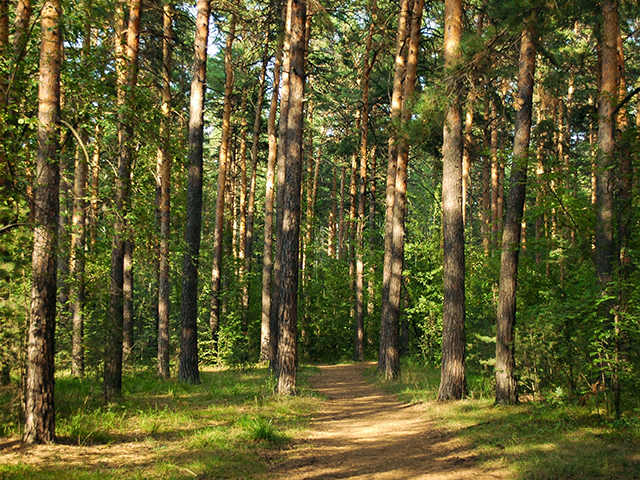 3-meza-ipasuma-pardosana-vai-apsaimniekosana.jpg