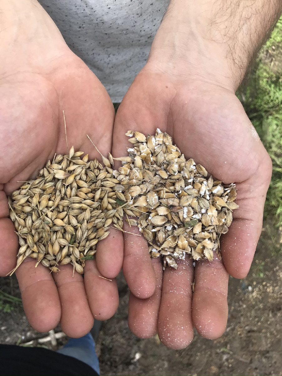 IZBRAUKUMU GRAUDU PĀRSTRĀDE UN LOPBARĪBAS SAGATAVOŠANA