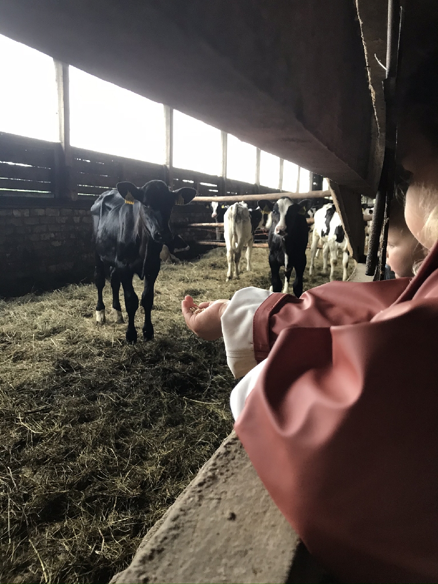 IZBRAUKUMU GRAUDU PĀRSTRĀDE UN LOPBARĪBAS SAGATAVOŠANA