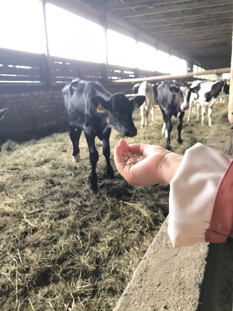 IZBRAUKUMU GRAUDU PĀRSTRĀDE UN LOPBARĪBAS SAGATAVOŠANA