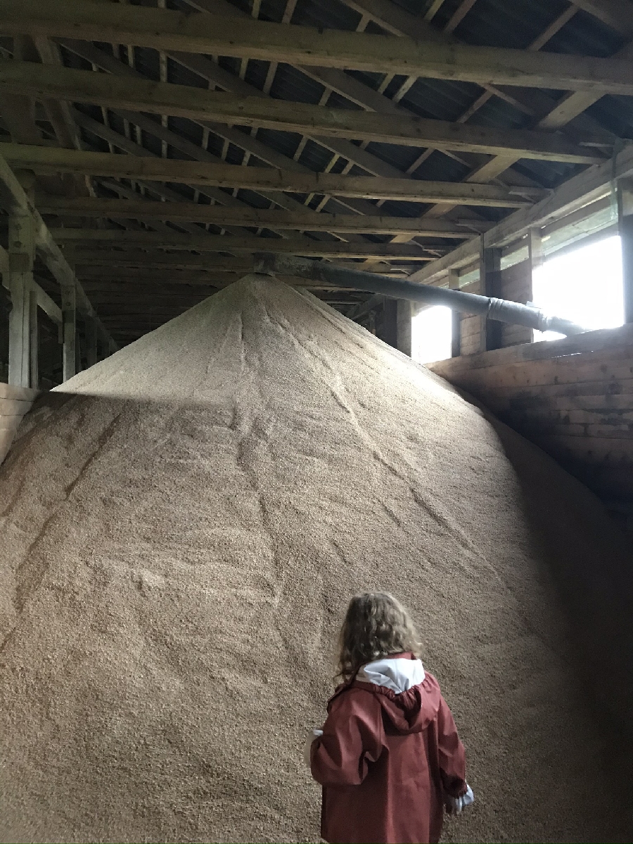 IZBRAUKUMU GRAUDU PĀRSTRĀDE UN LOPBARĪBAS SAGATAVOŠANA