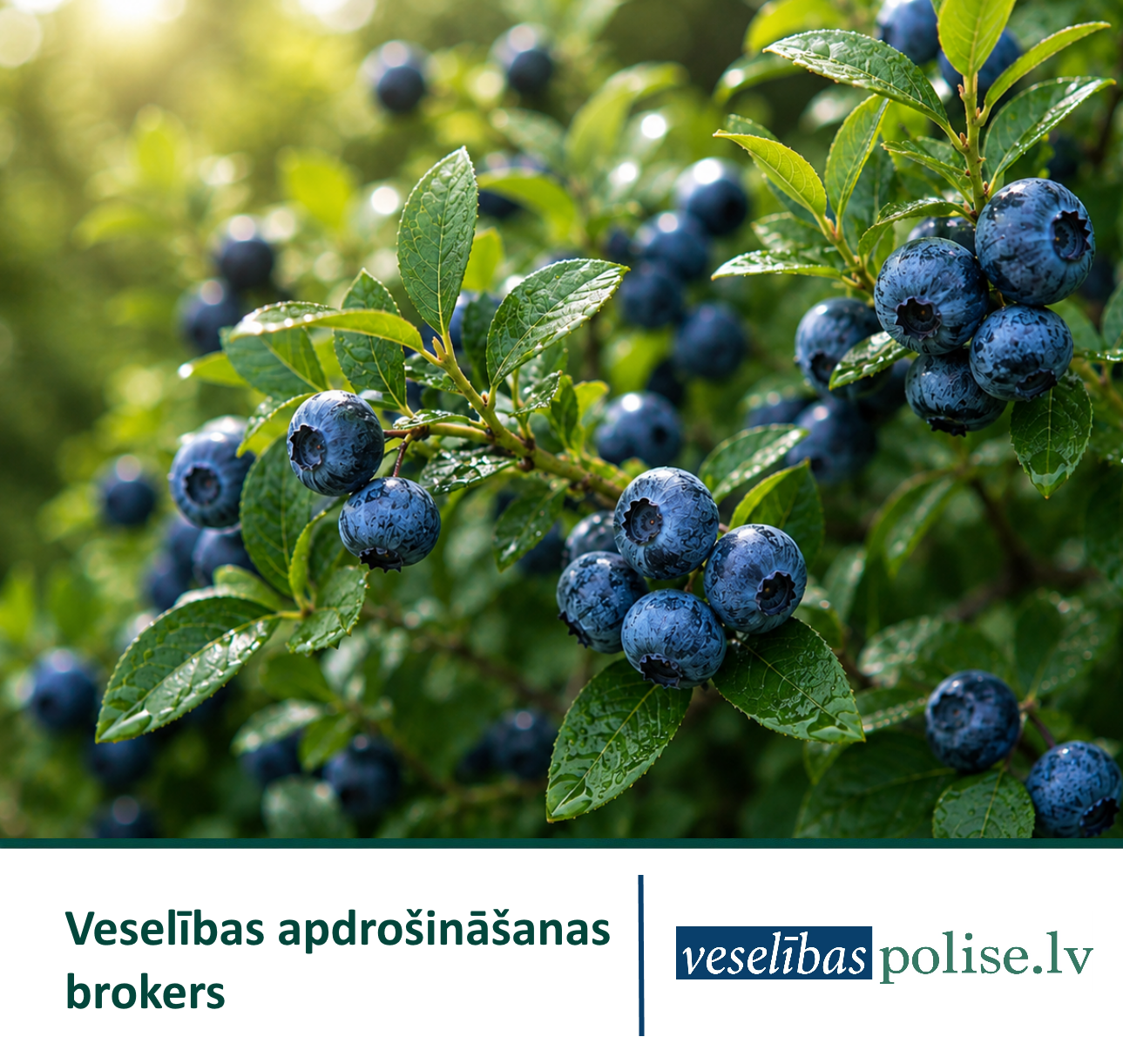 Veselības polise