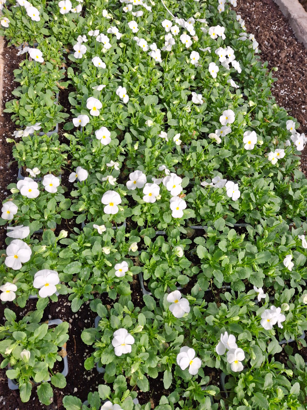 vasaras puķu stādi