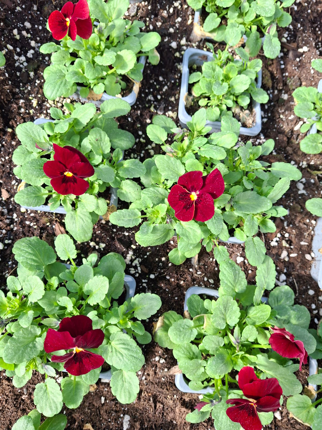 vasaras puķu stādi