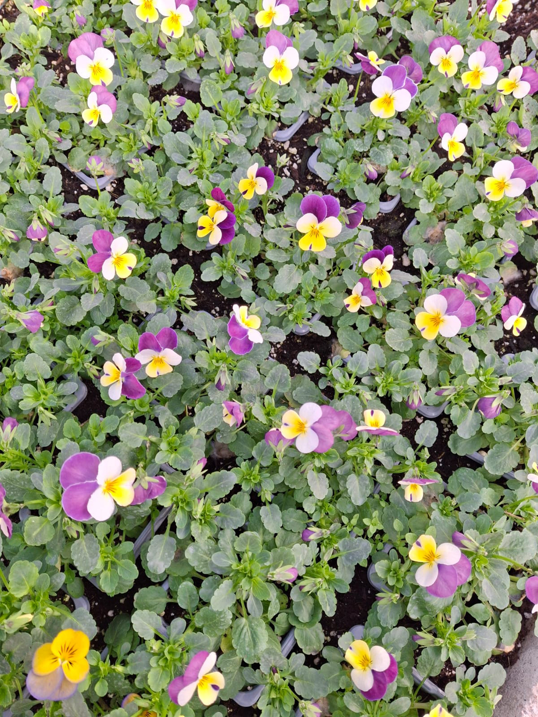 vasaras puķu stādi