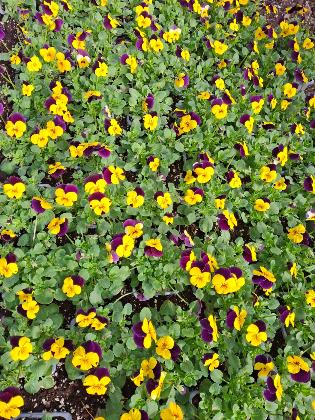 vasaras puķu stādi