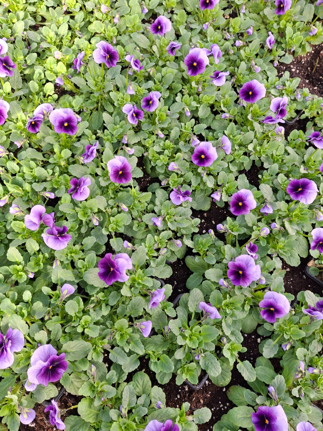 vasaras puķu stādi