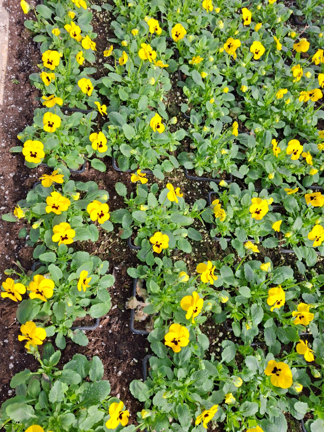 vasaras puķu stādi