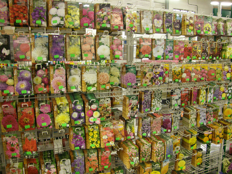 Sēklas puķu sēklas dārzeņu sēklas puķu stādi tirdzniecība Valmiera Rūjiena