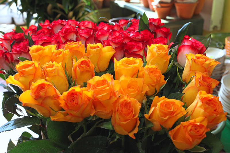 Dzeltenas un sarkanas rozes