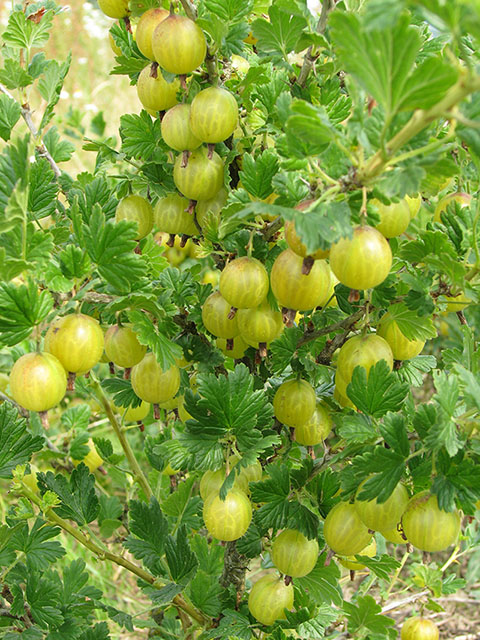 Augļkopība