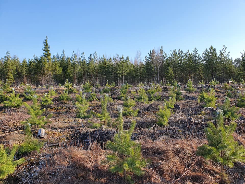 Pērk cirsmas un meža īpašumus