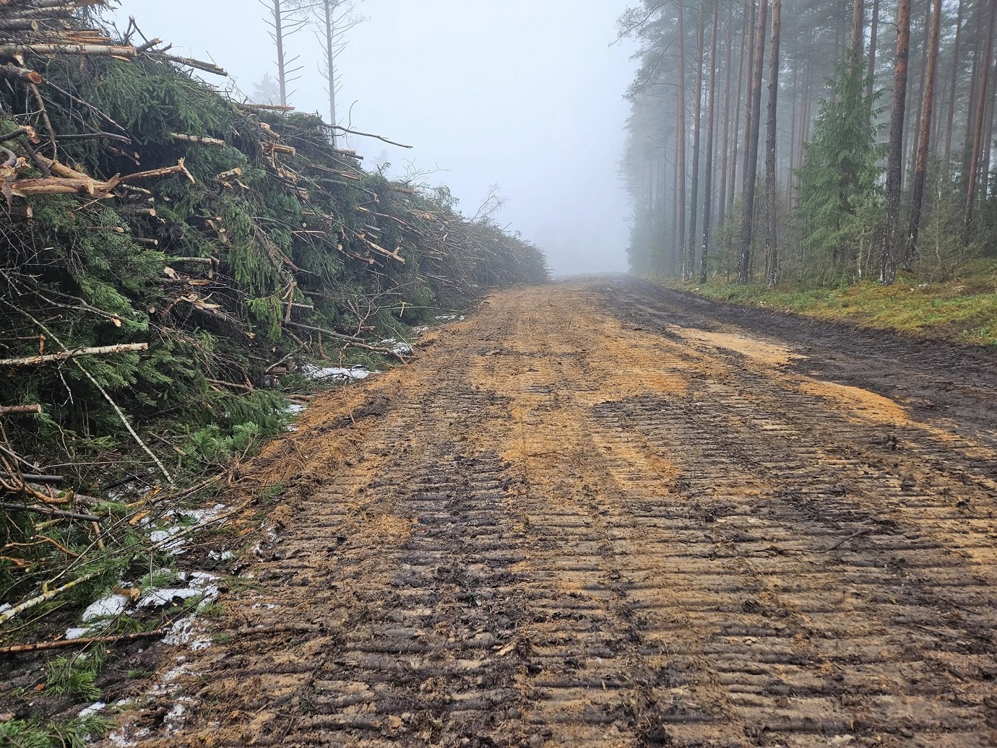 Kokmateriālu izvešana