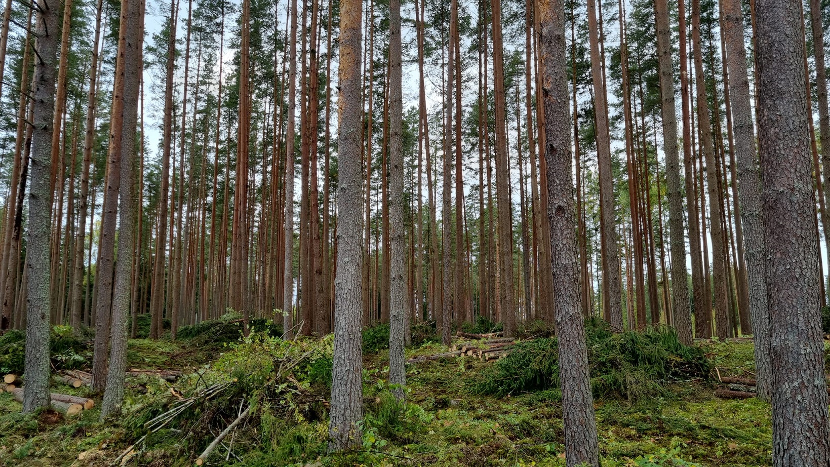 Mežizstrāde Vidzemē