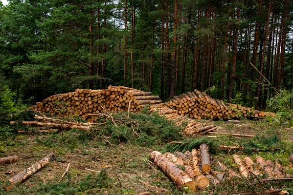 Mežizstrādes pakalpojumi
