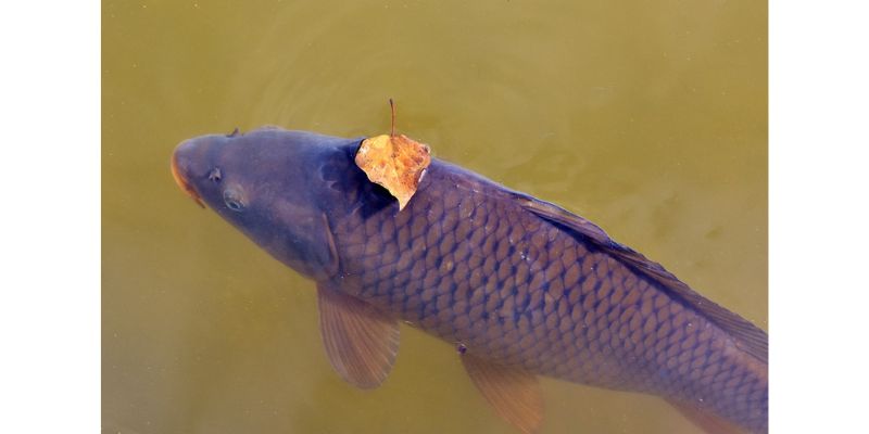 Saldūdens akvakultūra