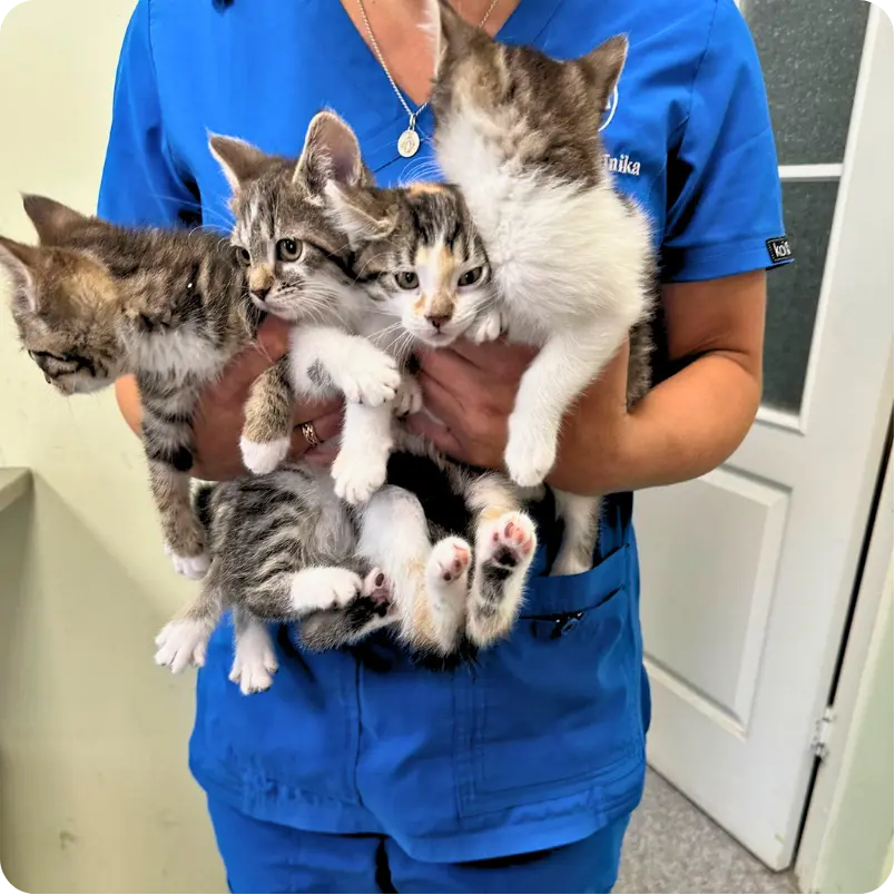 Veterinārārsts tur kaķēnus rokās