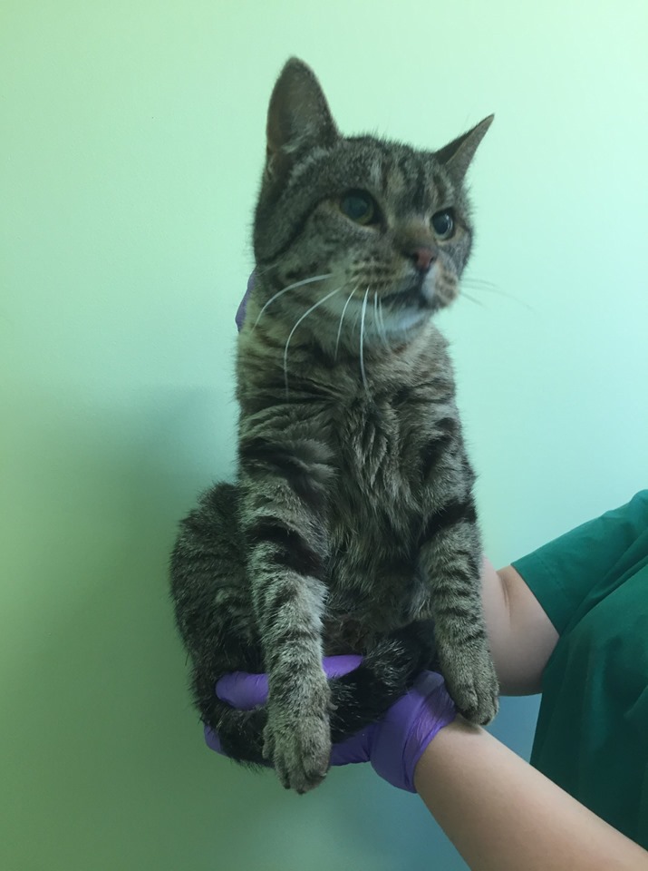 GROBIŅAS VETERINĀRĀ KLĪNIKA