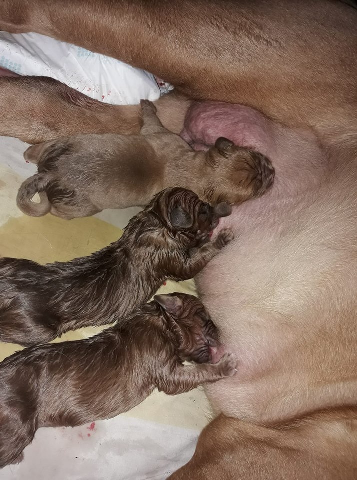 GROBIŅAS VETERINĀRĀ KLĪNIKA