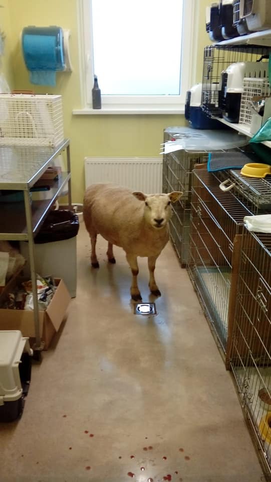GROBIŅAS VETERINĀRĀ KLĪNIKA