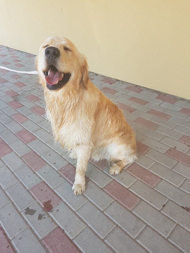 GROBIŅAS VETERINĀRĀ KLĪNIKA