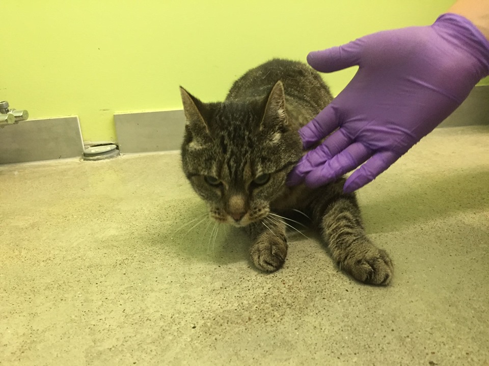 GROBIŅAS VETERINĀRĀ KLĪNIKA