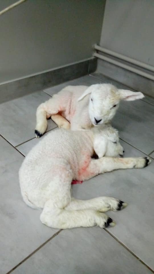GROBIŅAS VETERINĀRĀ KLĪNIKA
