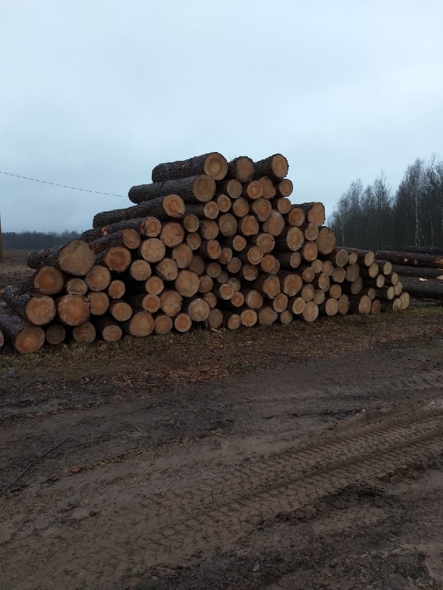 Kokmateriālu tirdzniecība