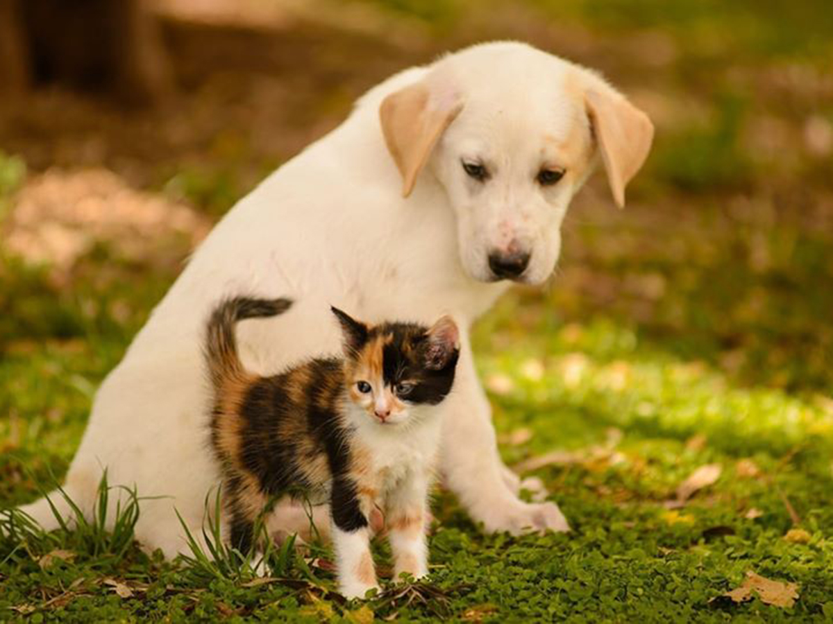 Veterinārā klīnika IKAROSS