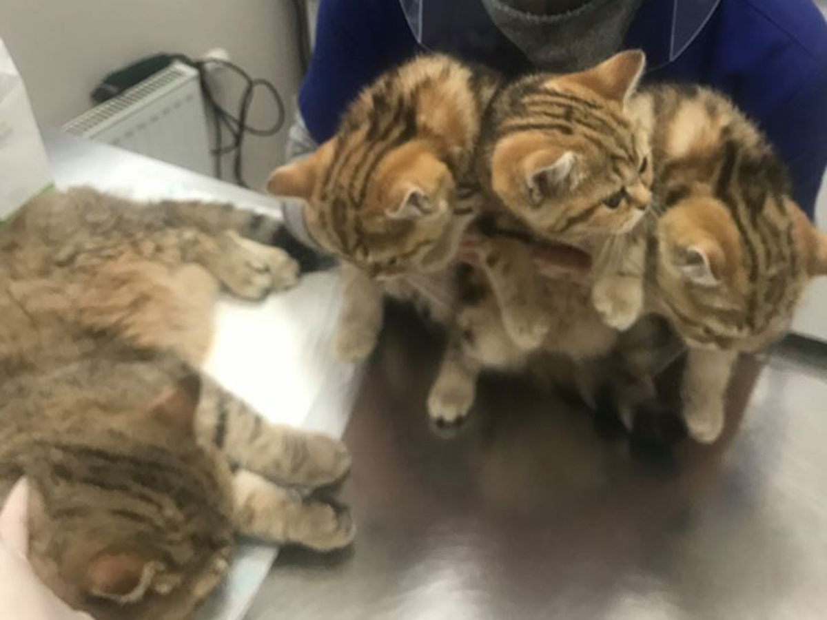 Veterinārā klīnika IKAROSS