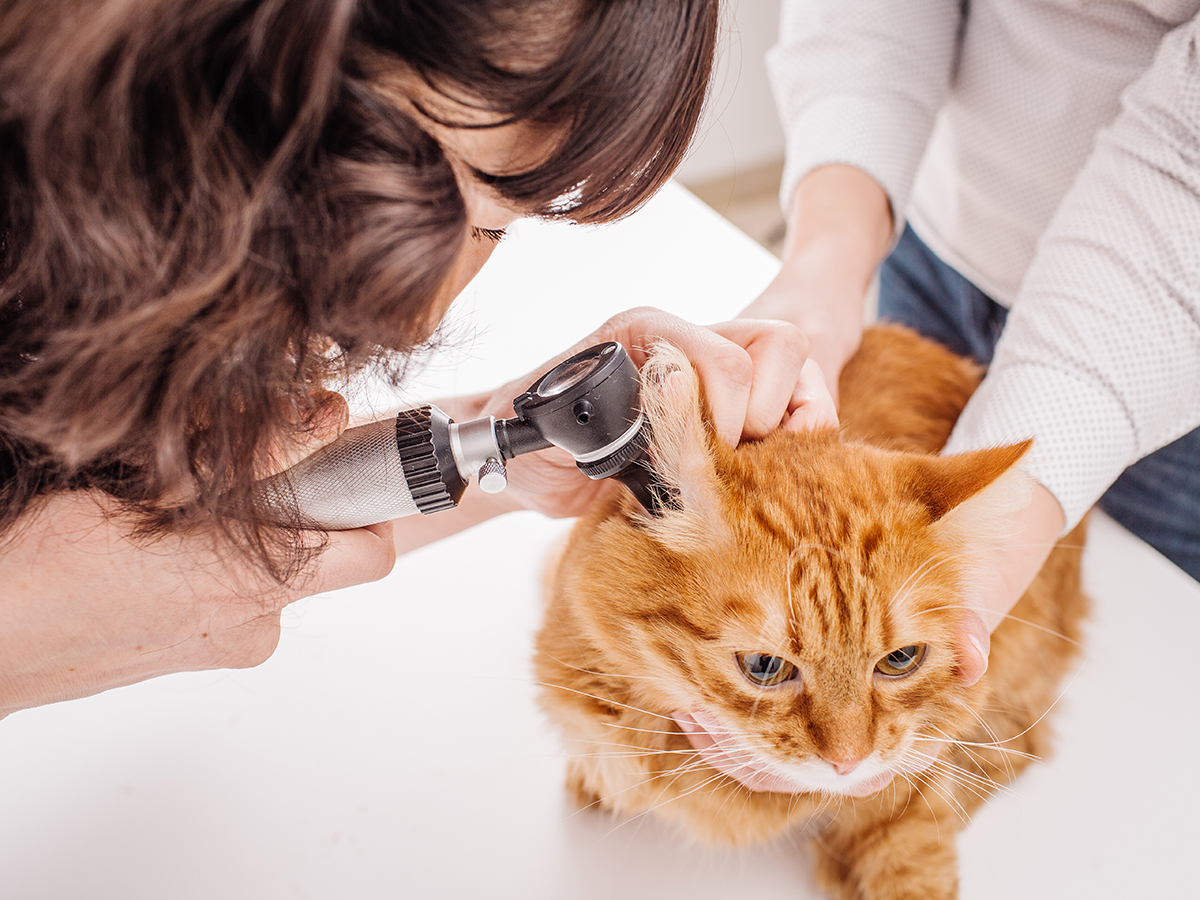 Veterinārā klīnika IKAROSS