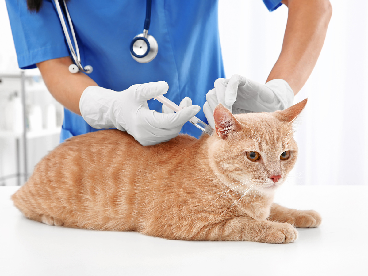 Veterinārā klīnika IKAROSS