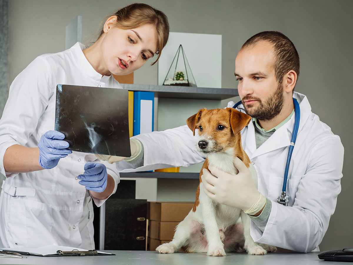 Veterinārā klīnika IKAROSS