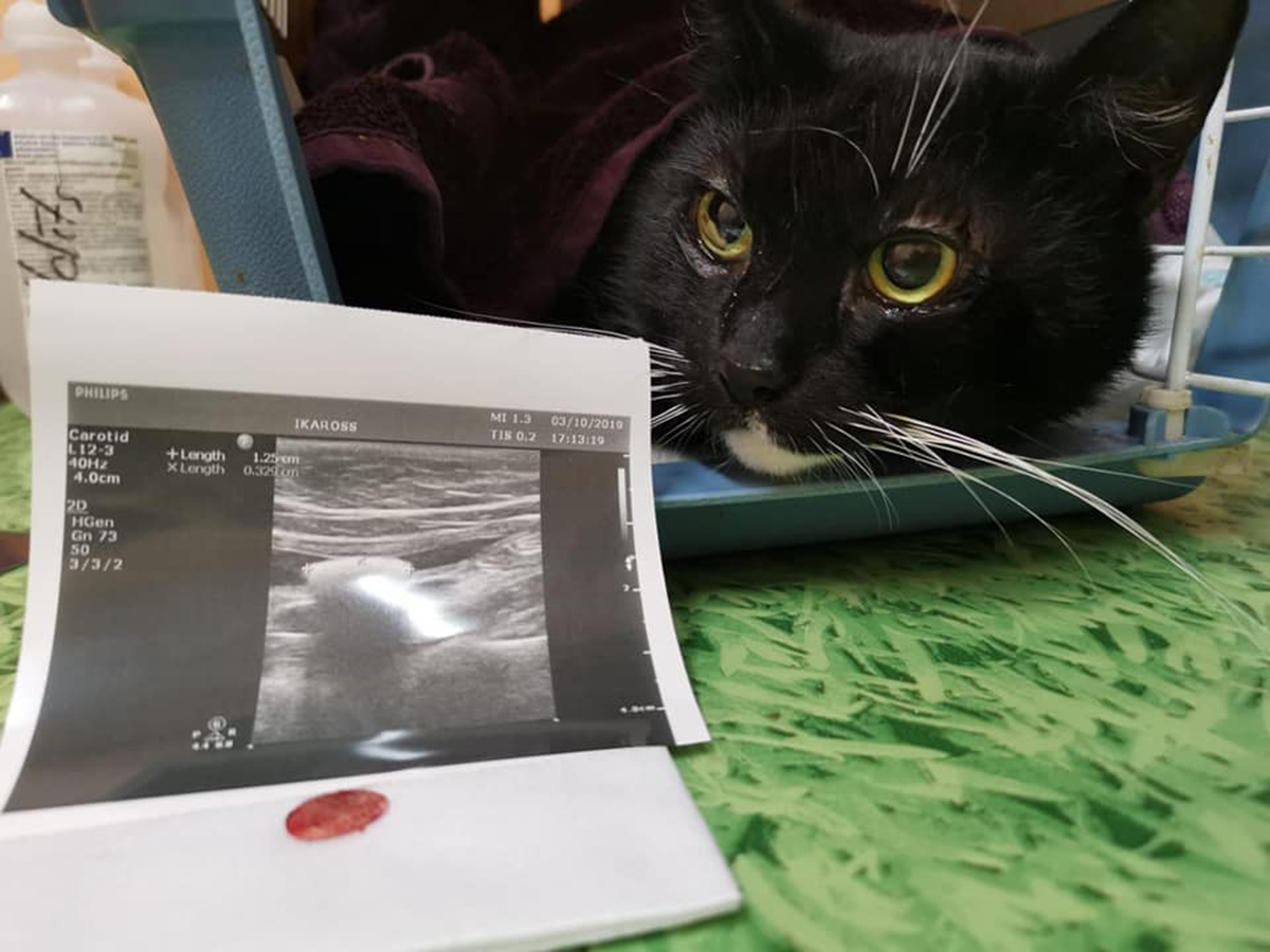 Veterinārā klīnika IKAROSS