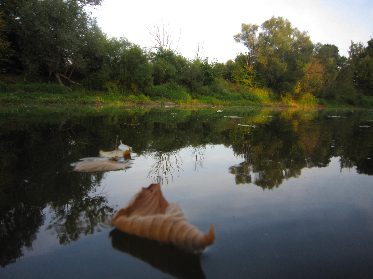Aiviekste Lubana atputa