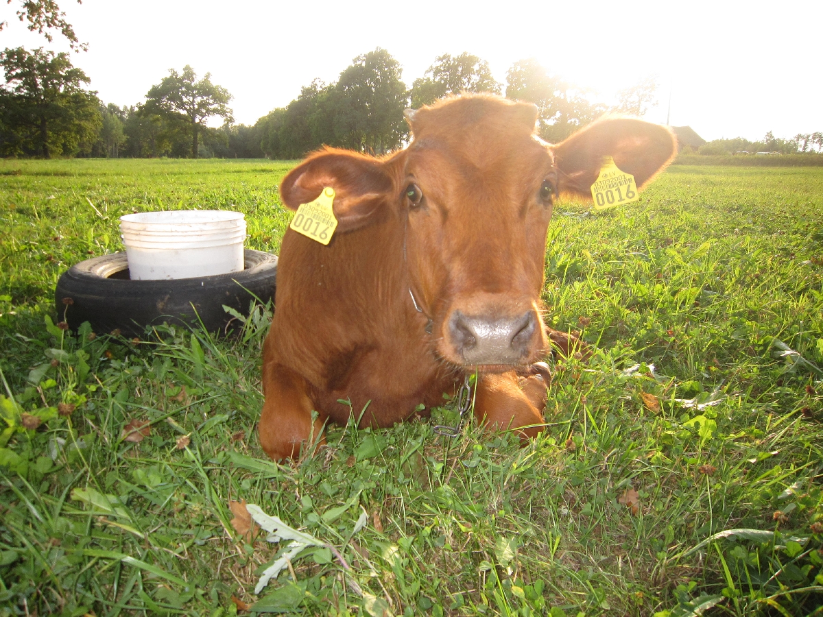 Lauku tūrisms vasara