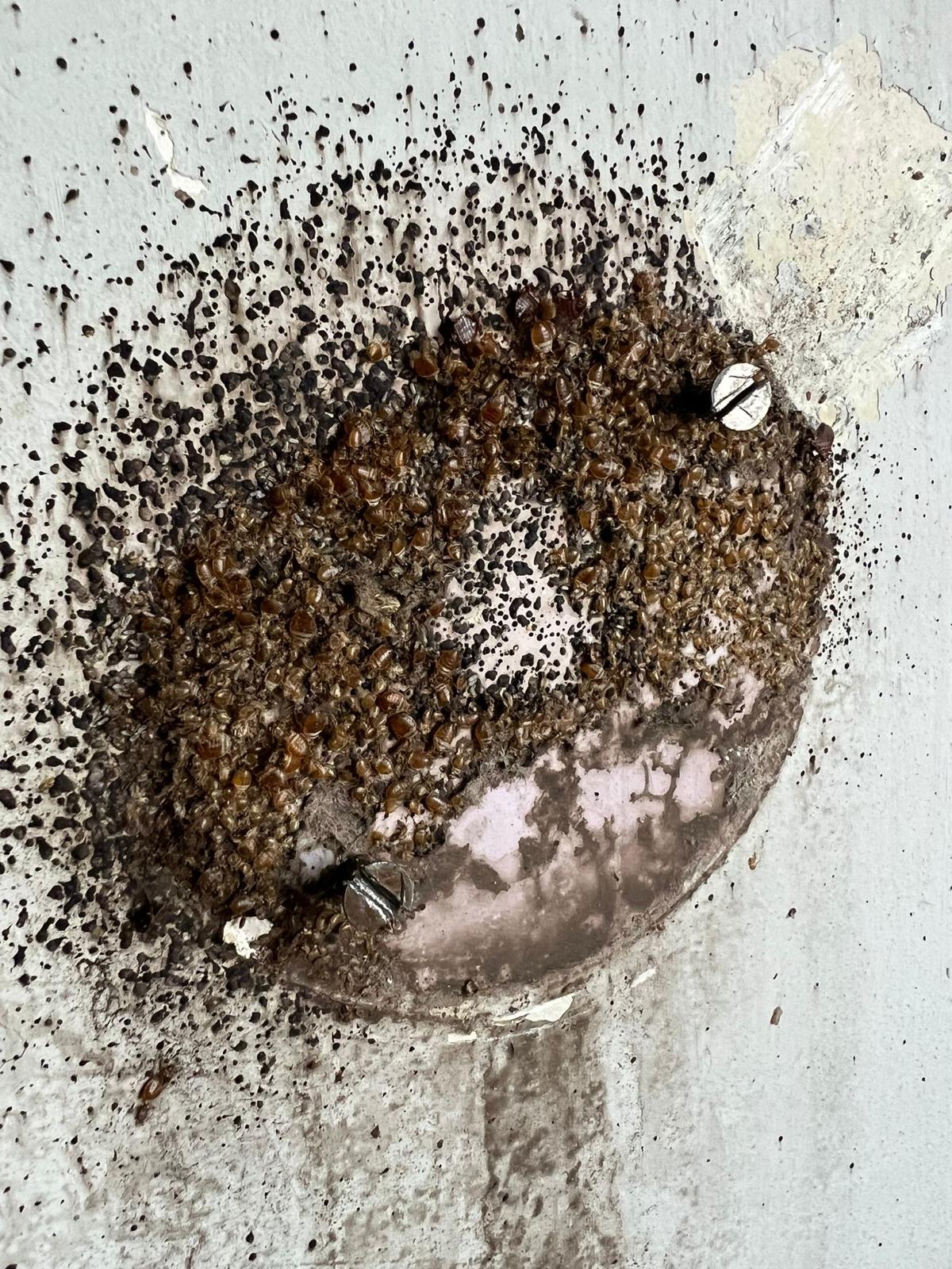 Kaitēkļu iznīcināšana Rīgā