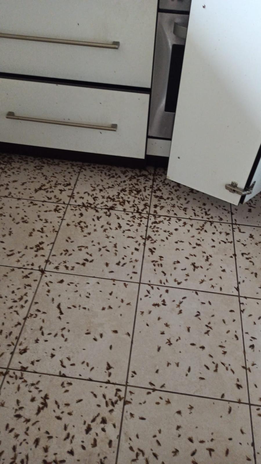 Kaitēkļu iznīcināšanas pakalpojumi