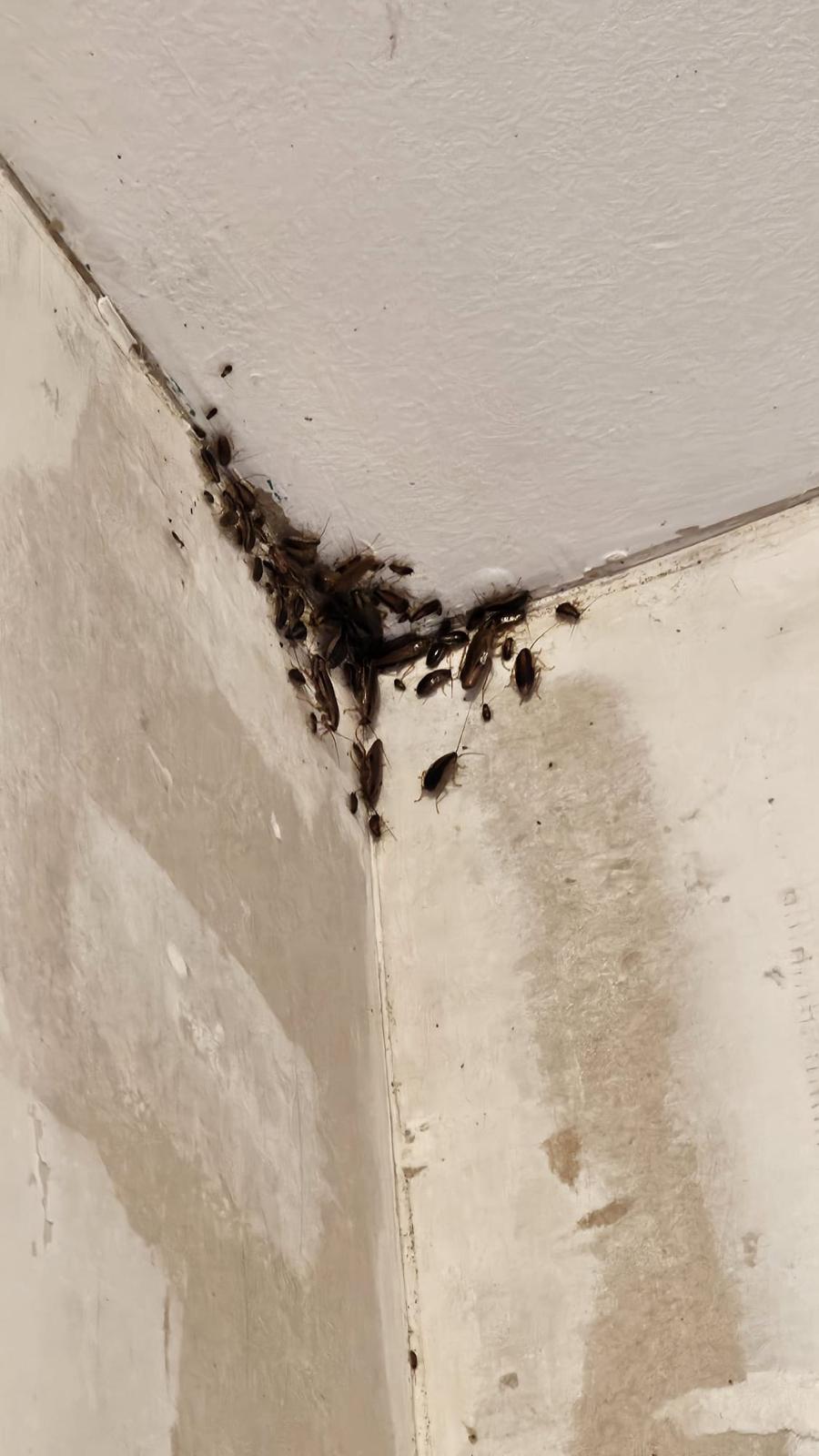 Dezinfekcija mājokļiem