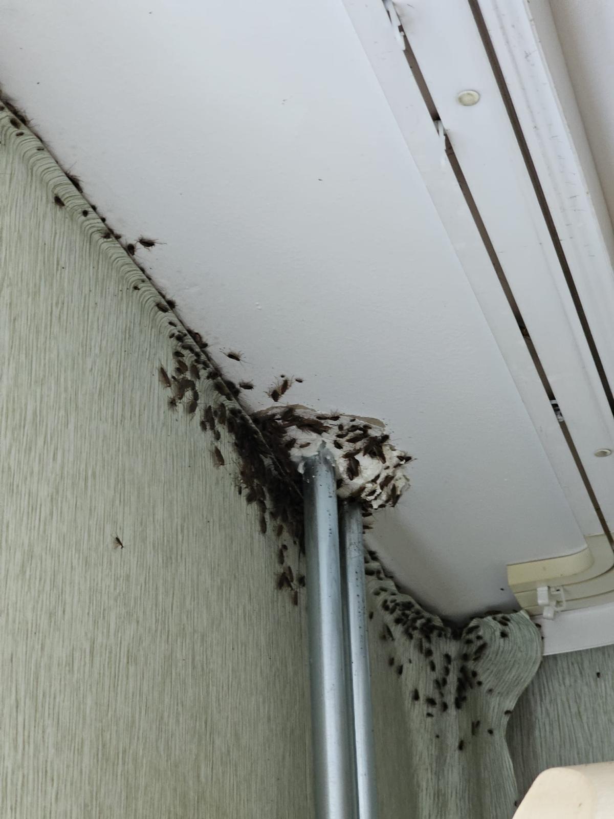 Kaitēkļu apkarošanas speciālisti