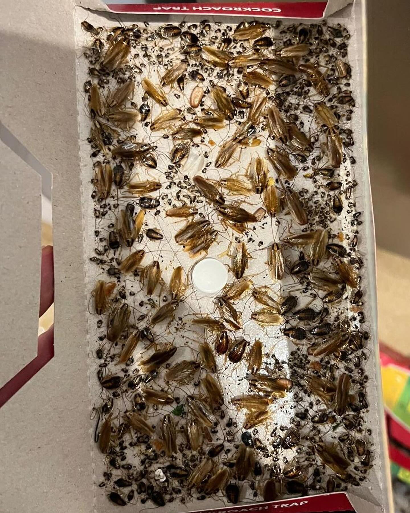 Prusaku iznīcināšana