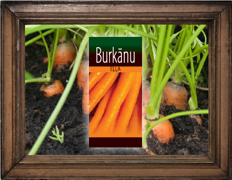 Burkānu eļļa