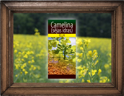 Camelina eļļa