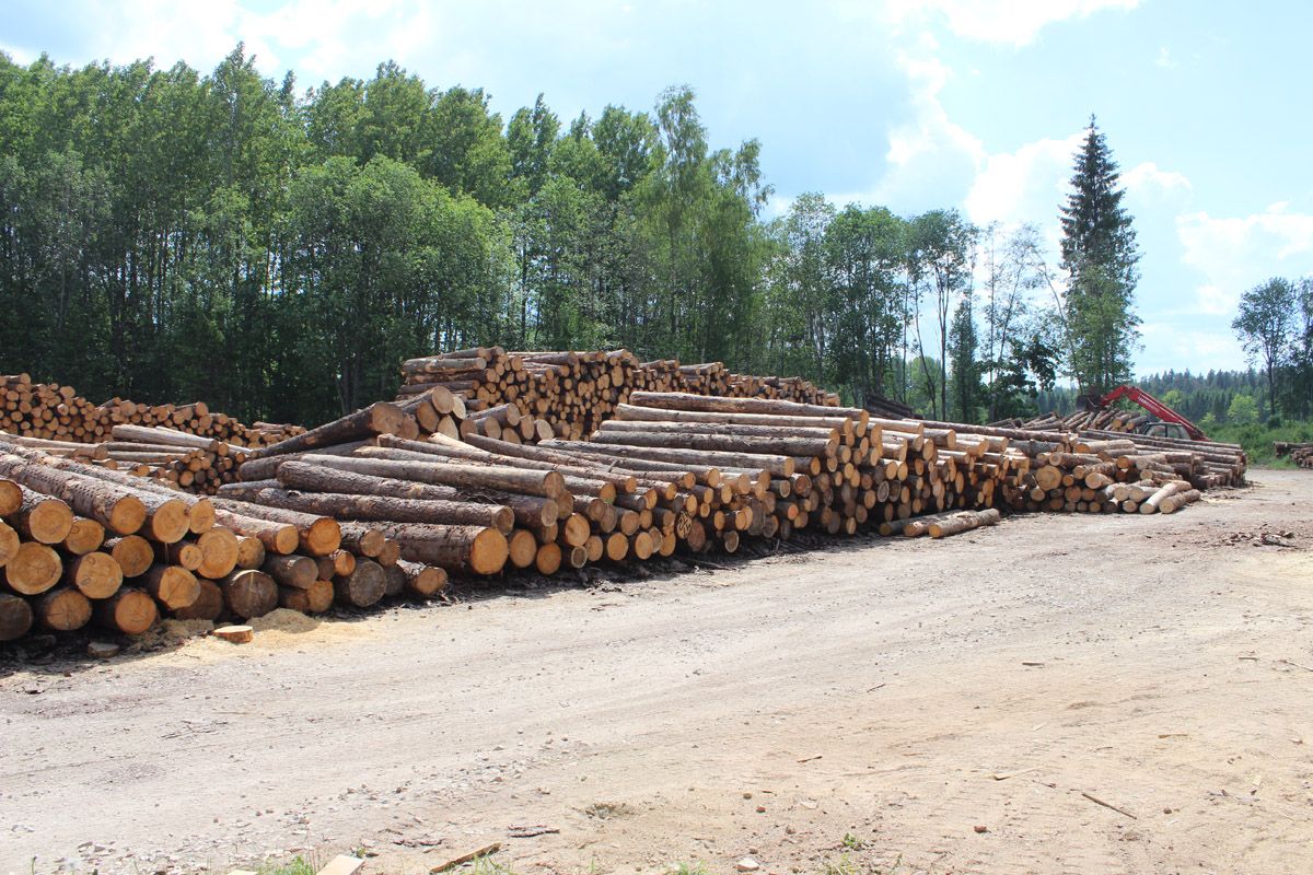 Zāģbaļķu iepirkšana