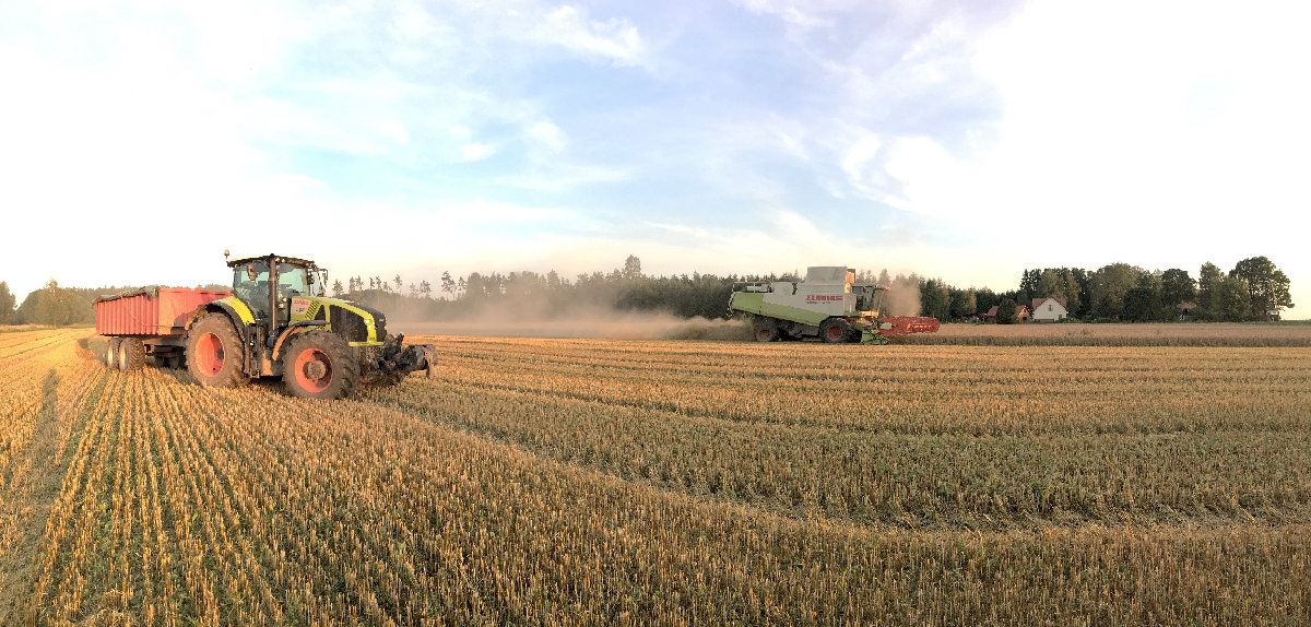 Kalnieši, augkopība