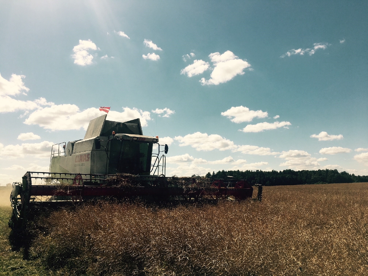 Kalnieši, augkopība