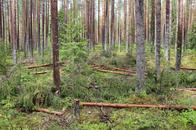 Mežizstrāde, Mežu pirkšana, vērtēšana, cirsmu pirkšana, pērk mežus, (mežs, meži) pērk cirsmas, dastošana, stigošana, kopšana, meža taksācija, inventarizācija, vērtēšana.Vidzeme.